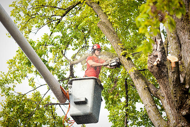 Best Tree Removal  in Spokane, WA